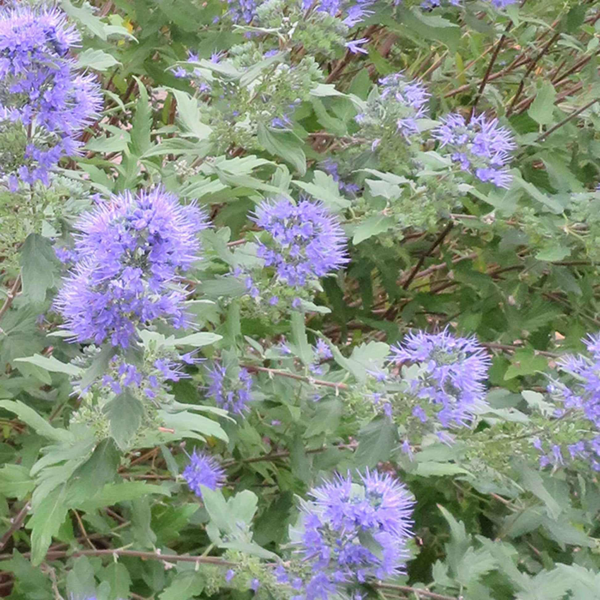 Barbe bleue Caryopteris 'Heavenly Blue' - Arbustes à fleurs