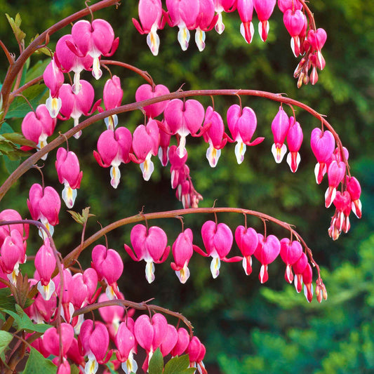 3x Cœurs de Marie Dicentra spectabilis rose-blanc - Plants à racines nues - Caractéristiques des plantes