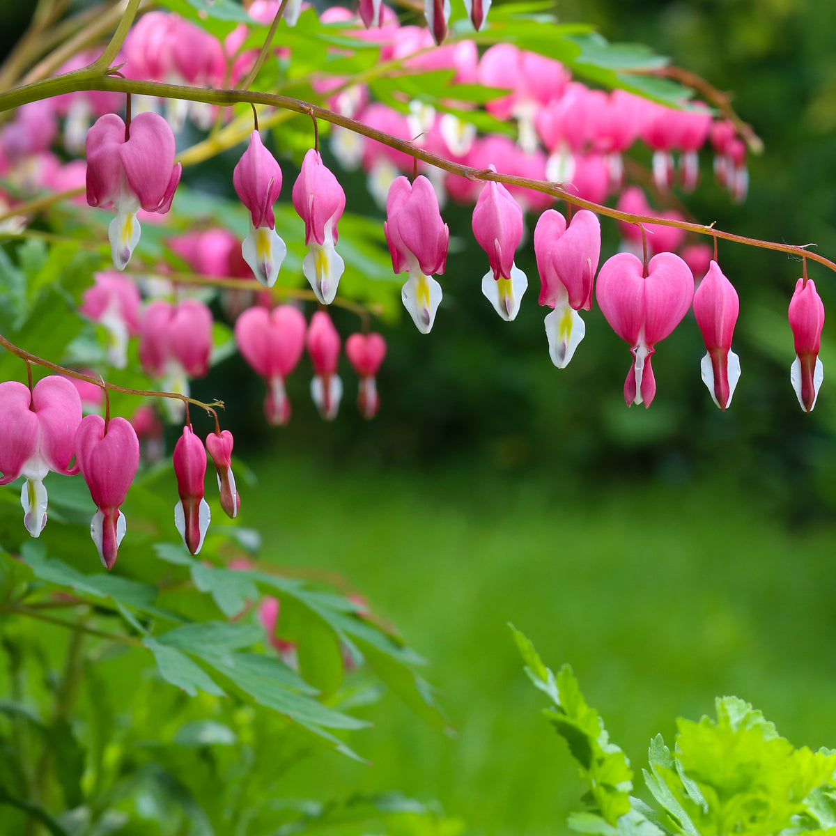 Vente Coeur de Marie - Dicentra spectabilis