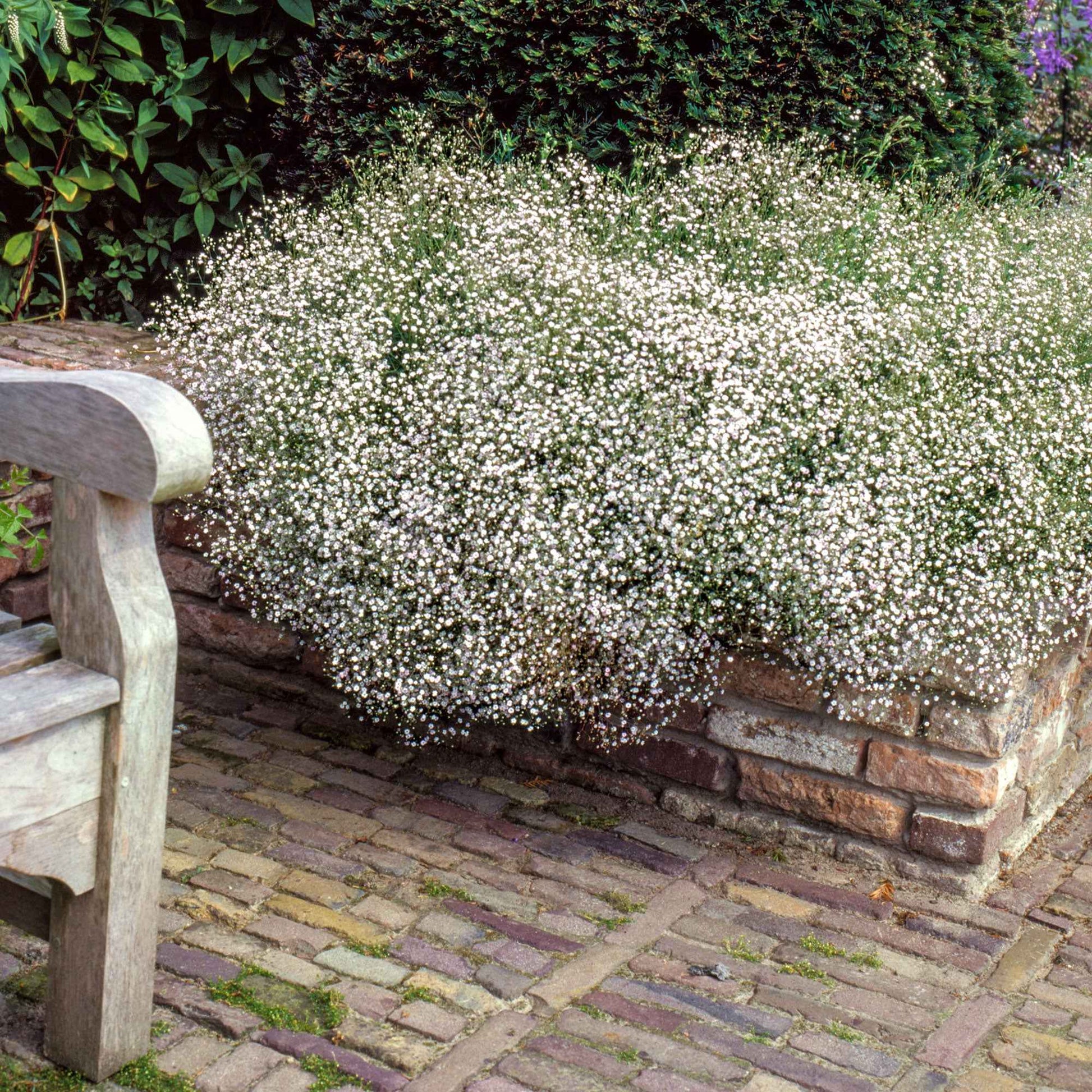 Collection de plantes vivaces pour massifs champêtres - Bakker.com | France