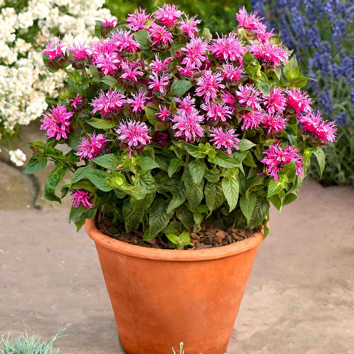 Monarde 'Cranberry Lace' - Bakker