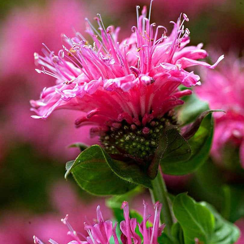 Monarde 'Cranberry Lace' - Monarda didyma cranberry lace - Bakker