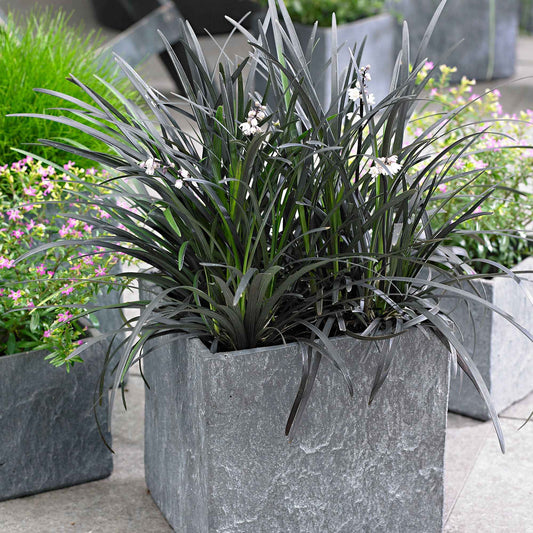 Ophiopogon noir Niger - Bakker