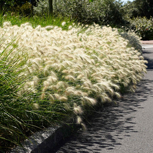 Herbe aux écouvillons 'Hameln' - Bakker
