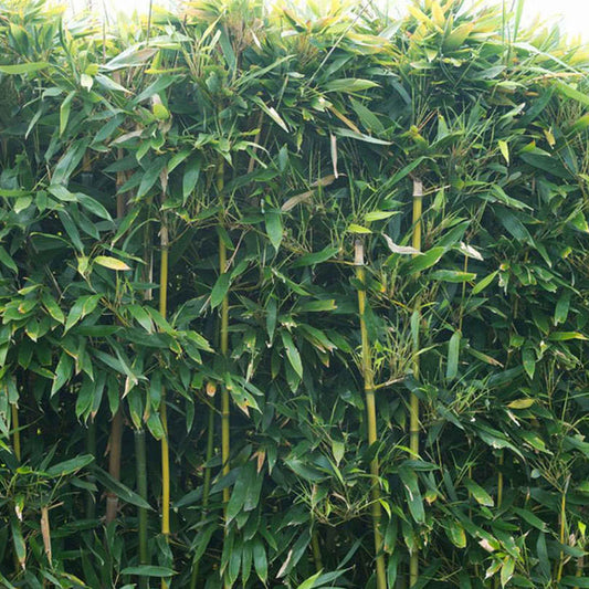 Bambou à chaumes verts - Arbres et haies