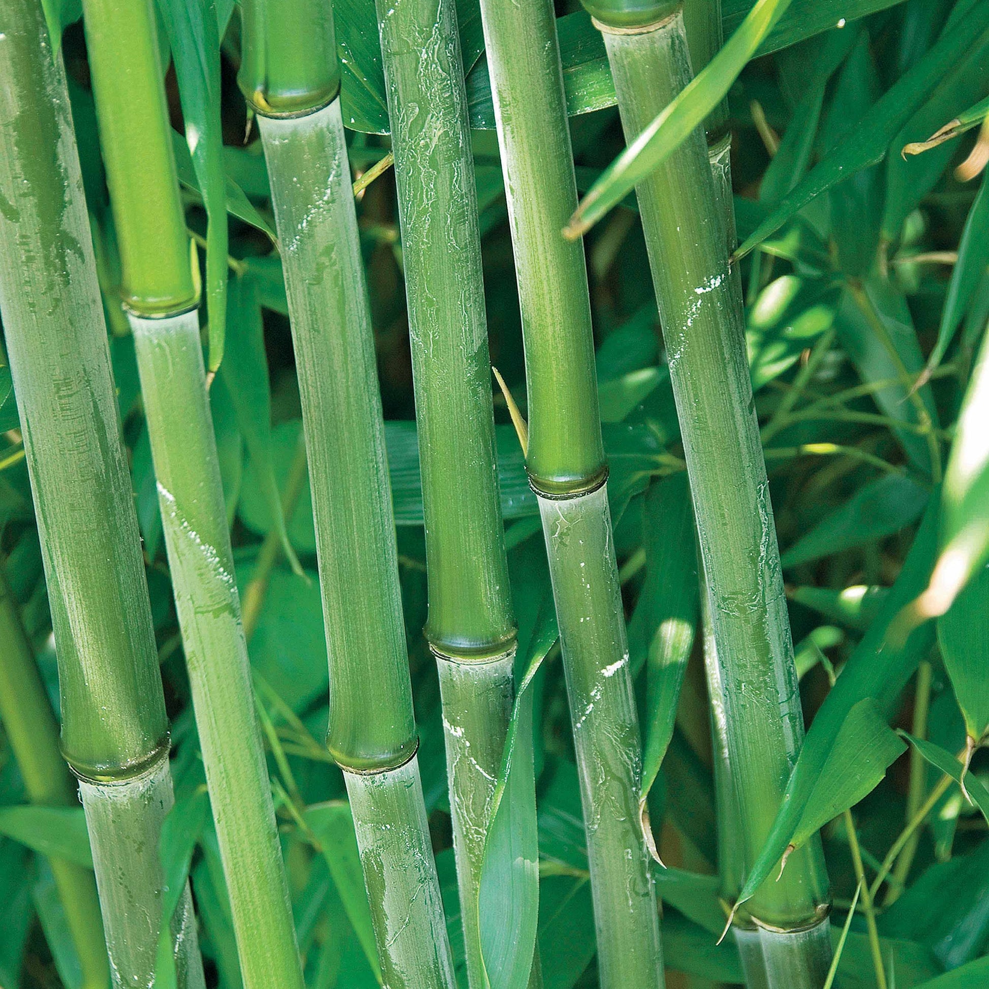 Phyllostachys bissetii - Bambou traçant à chaumes verts - Bambou
