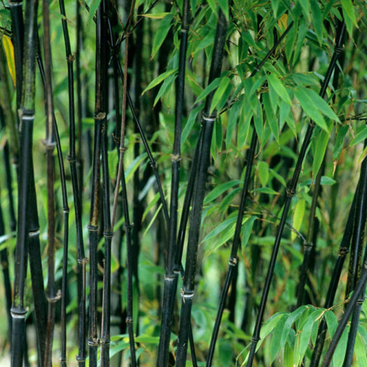 Bambou noir - Arbres et haies
