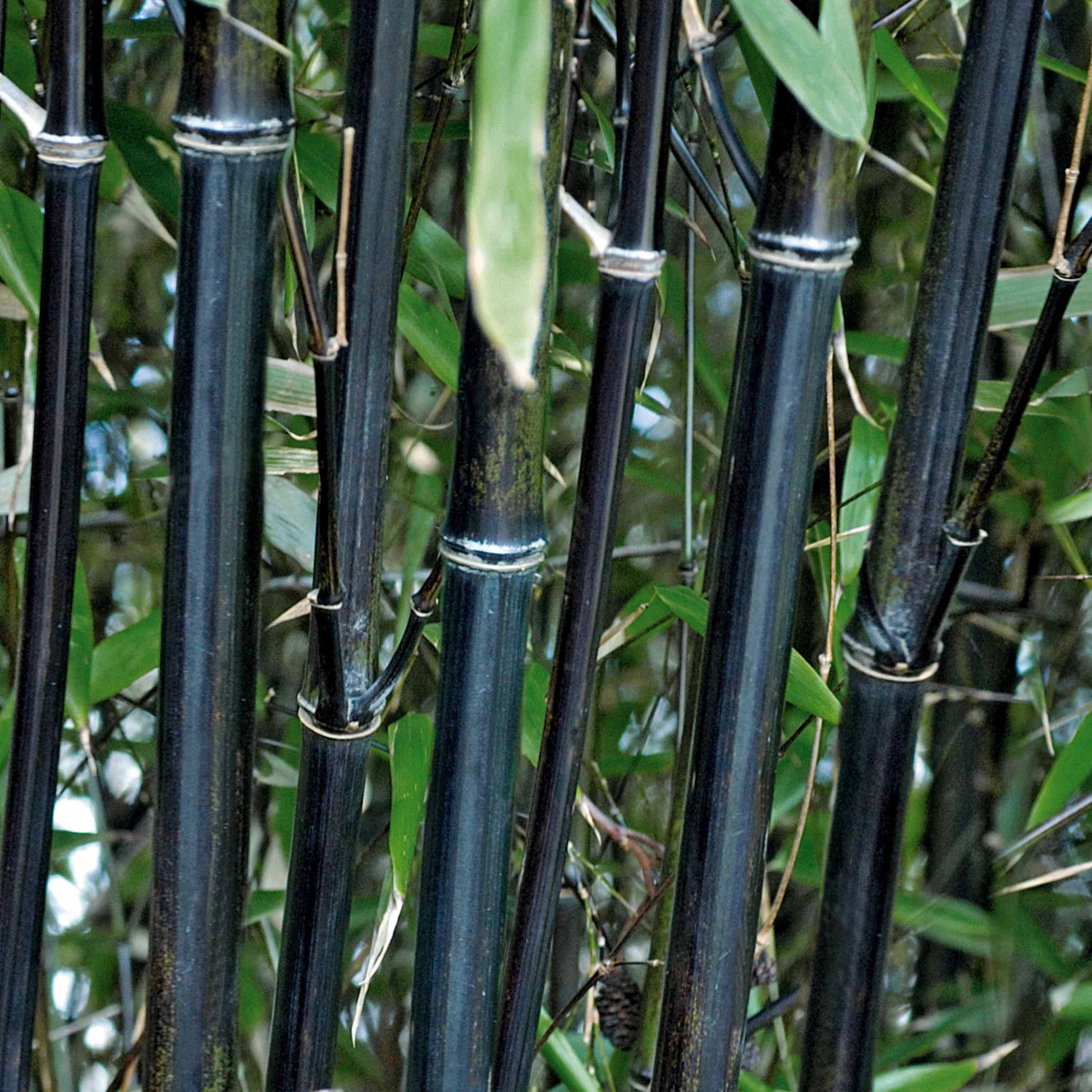 Bakker - Bambou traçant noir - Phyllostachys nigra - Par variété
