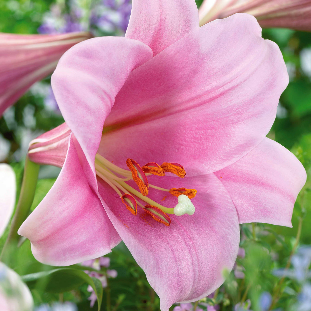 Bakker - 3 Lis Trompette Chant de cloche - Lilium longiflorum x orientalis bell song - Bulbes à fleurs