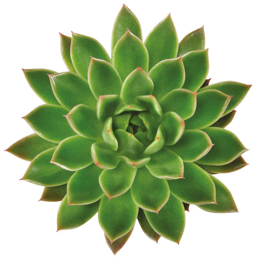 Echeveria Agavoides - Bakker