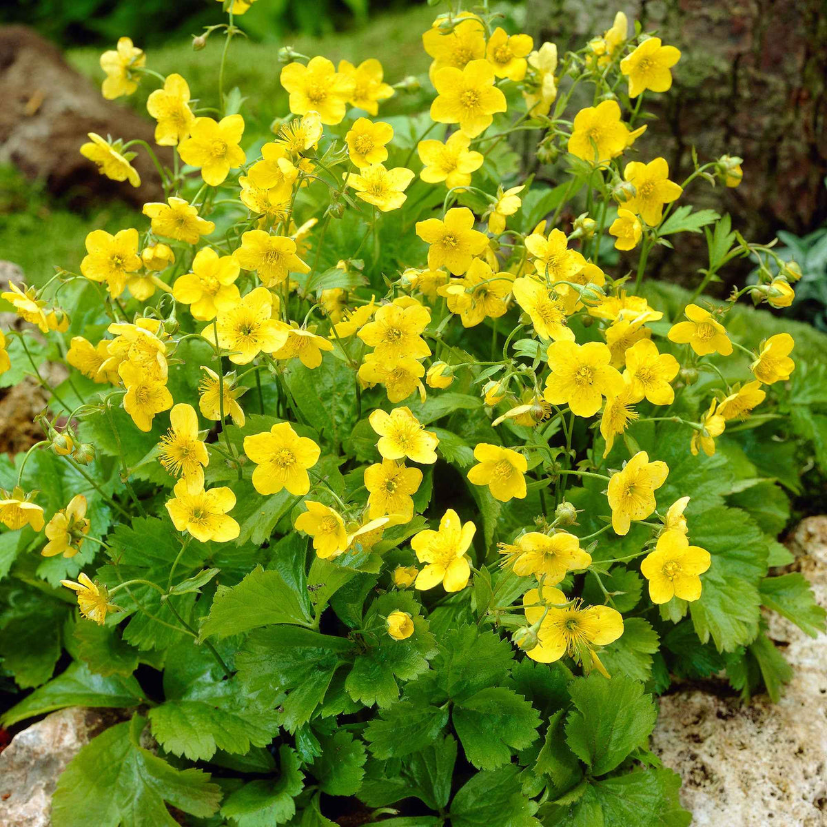 Waldsteinia ternata - Bakker