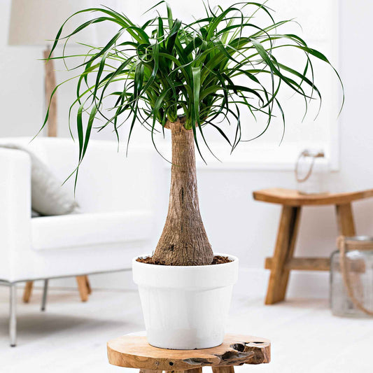 Pied d'éléphant Beaucarnea recurvata sur tige - Bakker