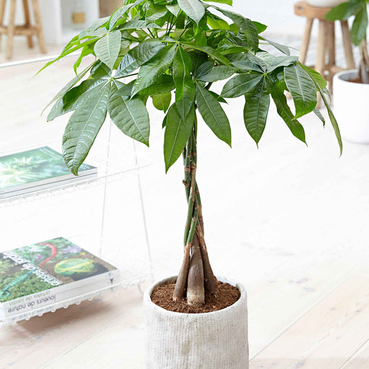 Arbre à argent Pachira aquatica tige tressé - Bakker