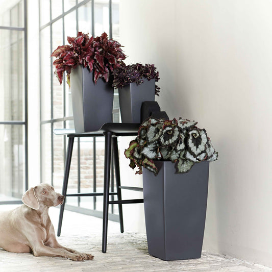 Bégonia Begonia 'Evening Glow' - Bakker