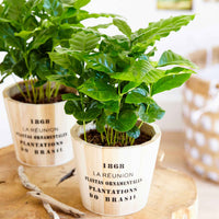 Caféier - Petites plantes d'intérieur