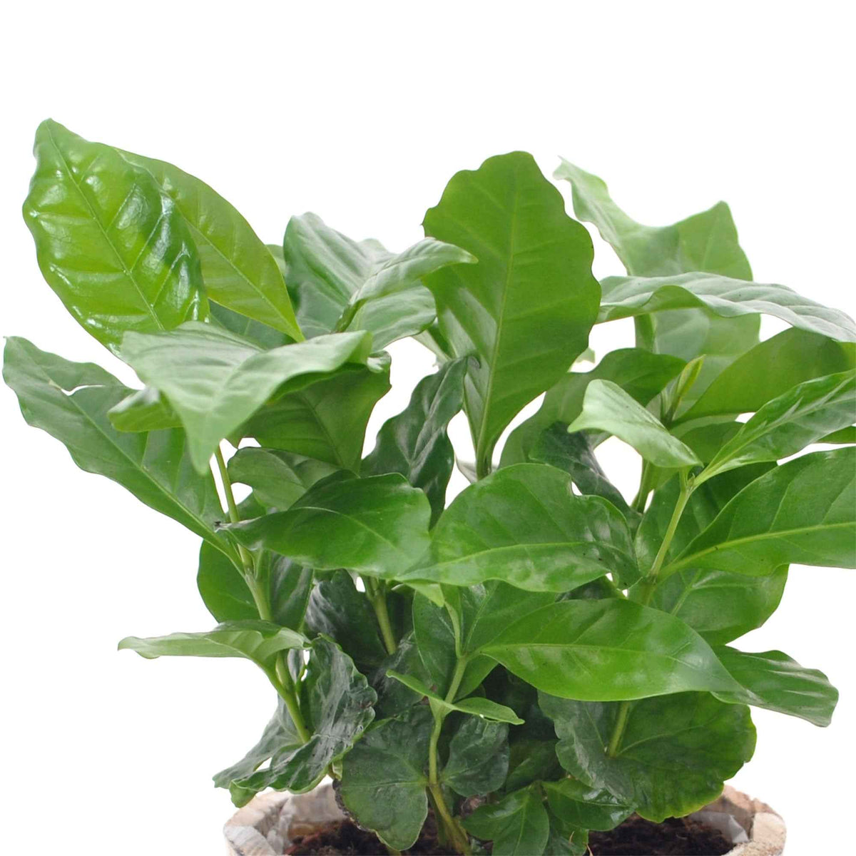 Plantes vertes d'intérieur - Caféier - Coffea arabica