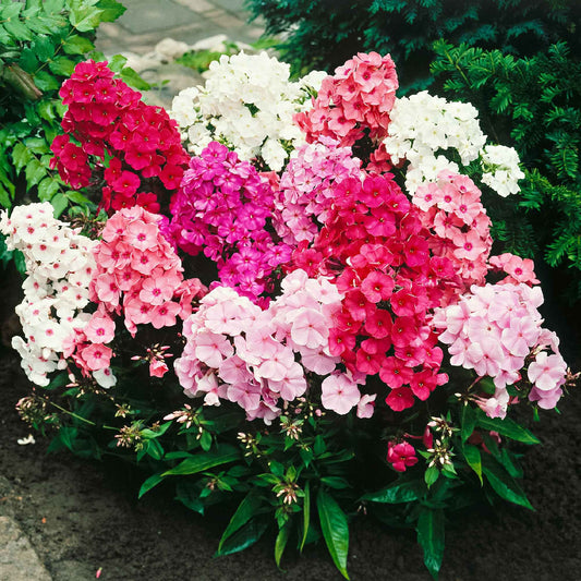5 Phlox paniculata en mélange - Bakker