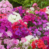 5x Phlox Phlox - Mélange 'Phlox it up' - Plants à racines nues - Plantes d'extérieur