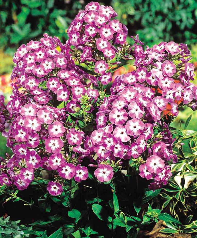 3 Phlox paniculé Laura - Phlox paniculata laura - Bakker