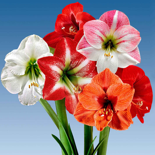 3 Amaryllis en mélange - Bakker