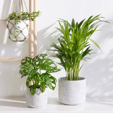 Nos articles sur les plantes d'intérieur