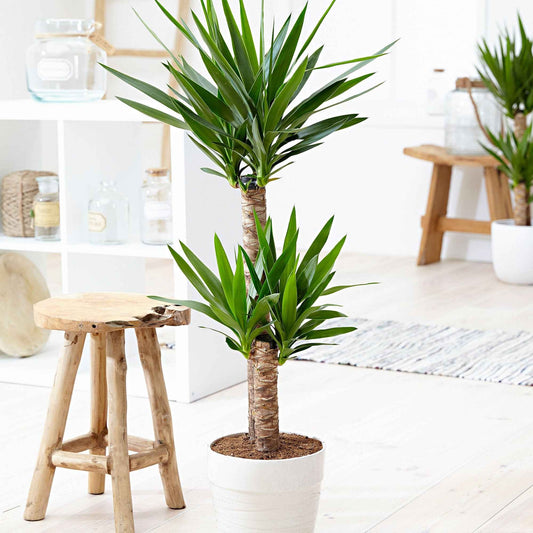 Yucca Yucca elephantipes XL 2 troncs - Plantes d'intérieur