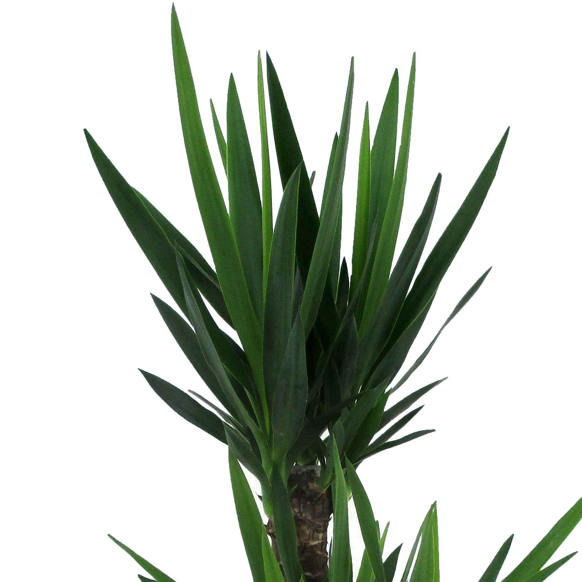 Yucca elephantipes - Yucca Yucca elephantipes XL 2 troncs - Plantes vertes d'intérieur