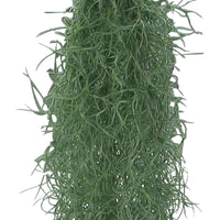 Bromélia Tillandsia usneoides  - Plante suspendue - Petites plantes d'intérieur