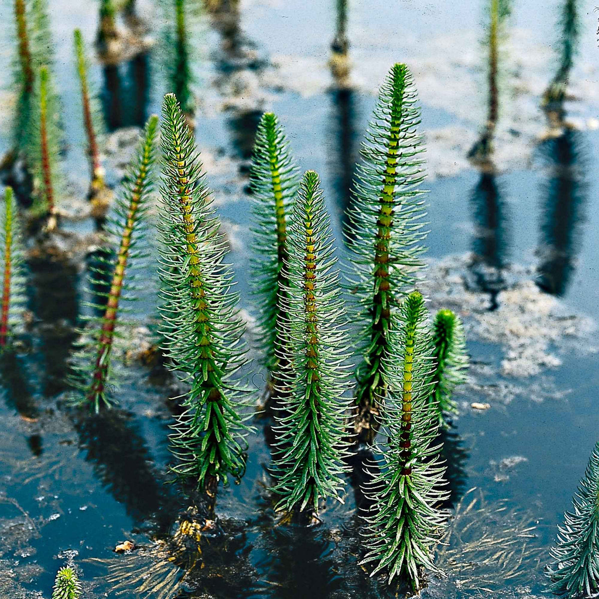 Vente Pesse d'eau - Hippuris vulgaris