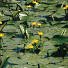 Nénuphar commun - Bakker