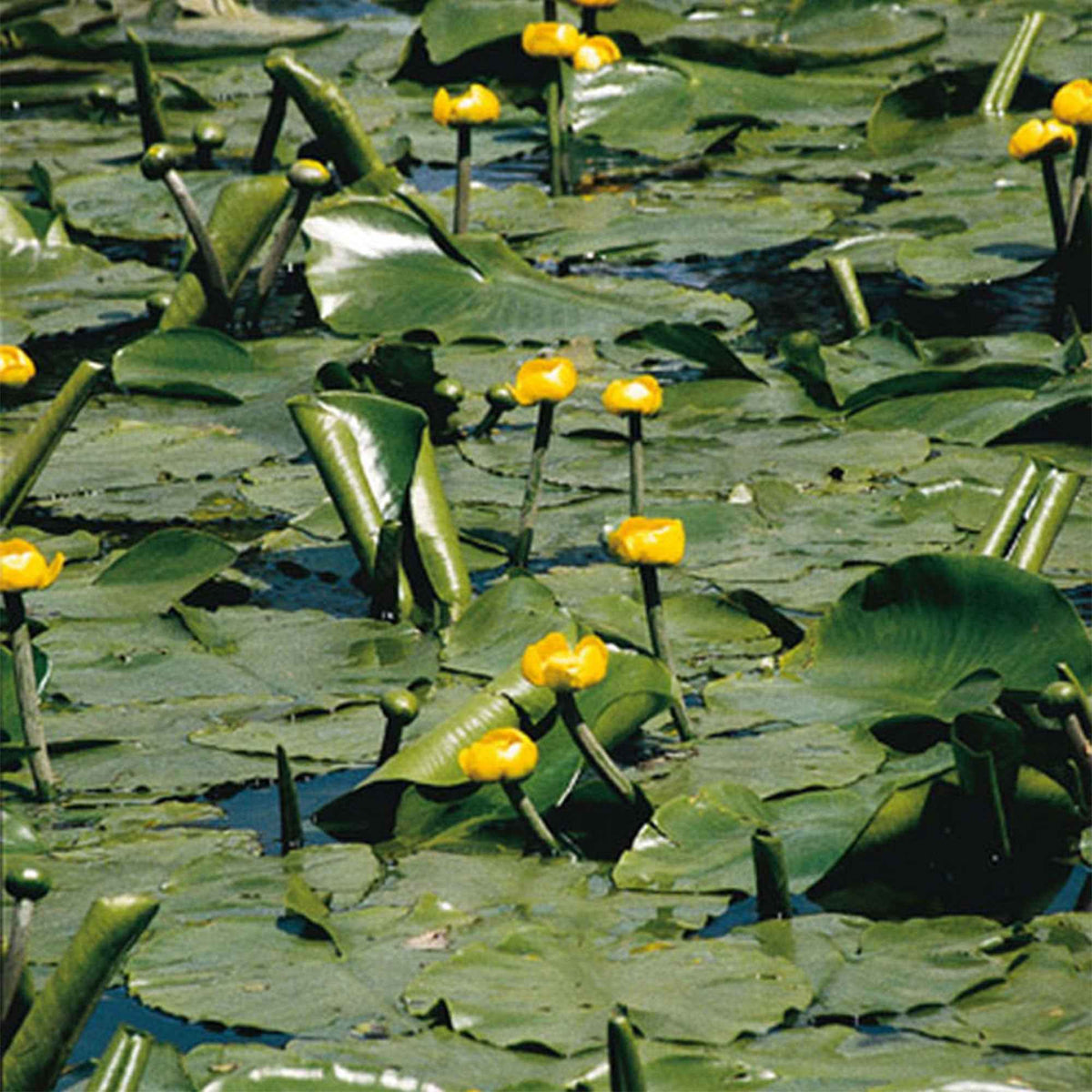 Nénuphar commun - Bakker