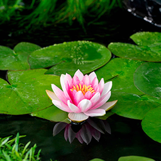 Décorez votre bassin avec des plantes – Bakker.com