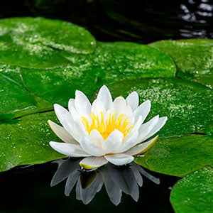 Nénuphar 'Marliacea Albida' - Bakker