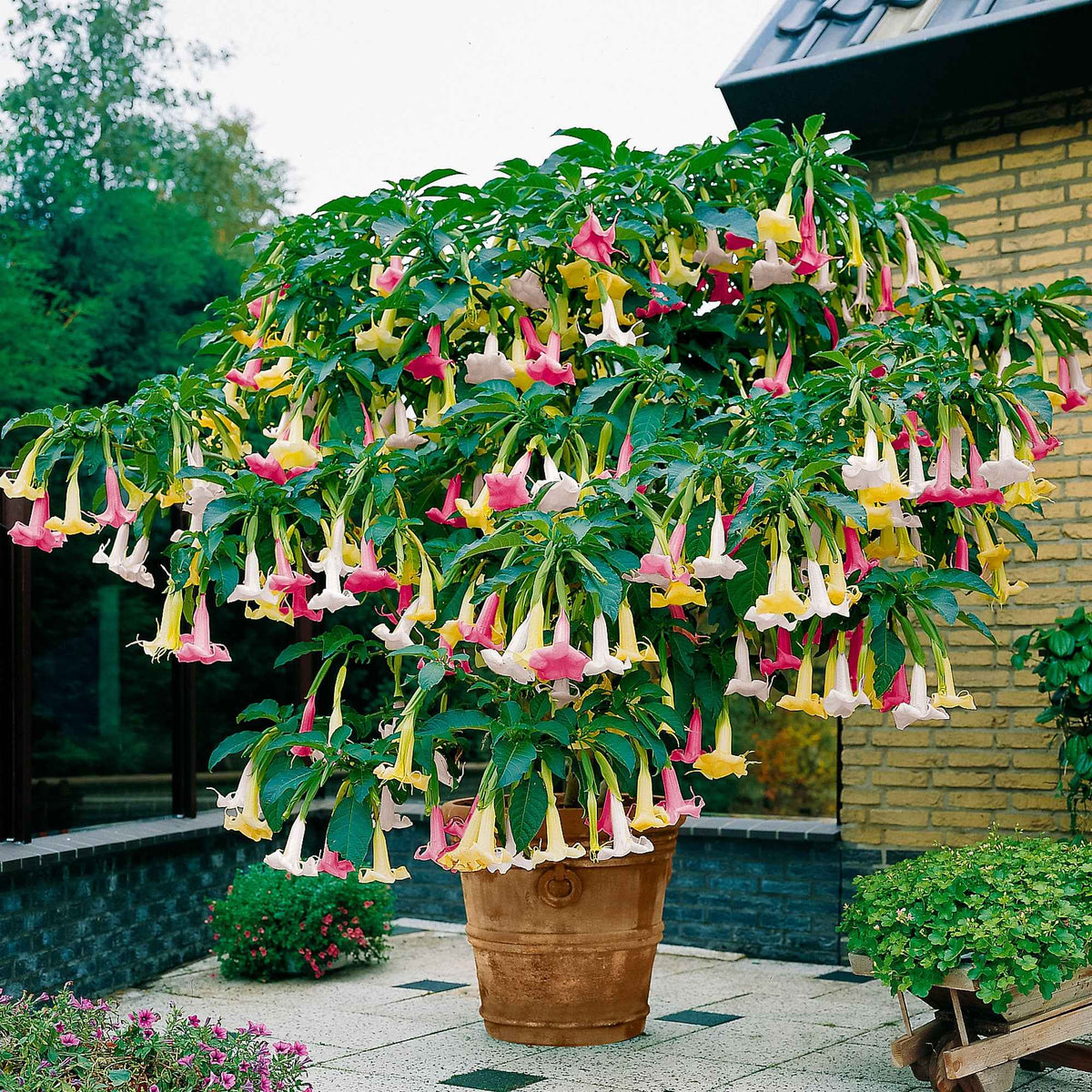 Trompette des anges 'Tricolor' - Bakker