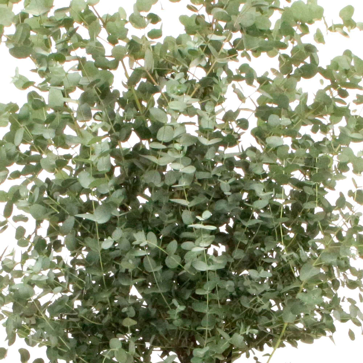 Eucalyptus gunnii - Eucalyptus gunnii - Eucalyptus