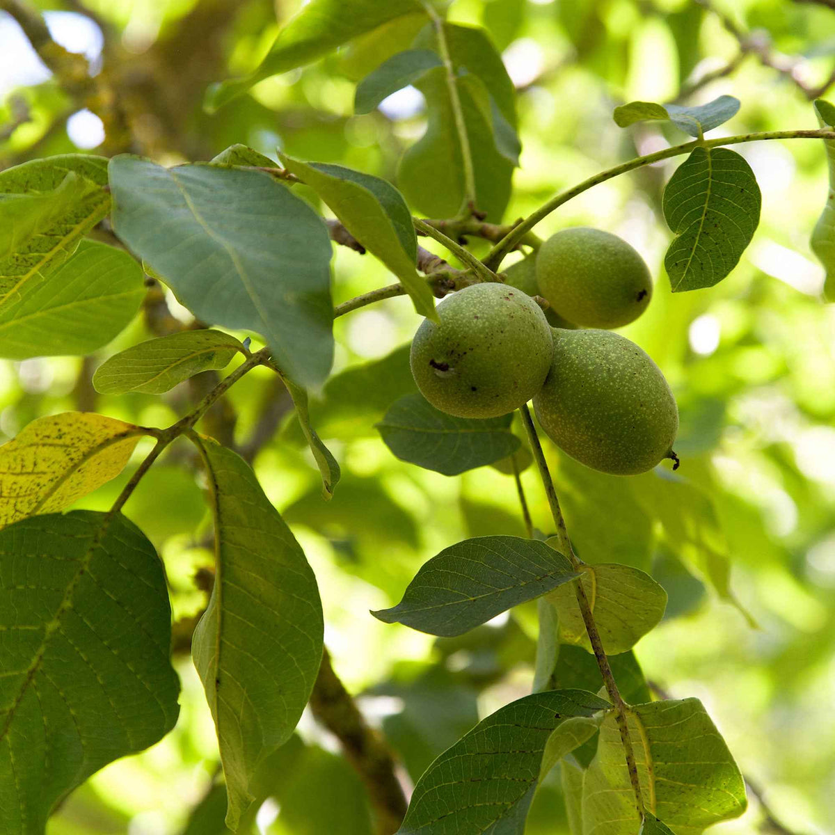 Juglans regia - Noyer Commun - Noyer