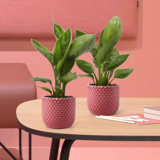 Oiseau du paradis nain - Bakker