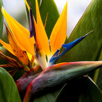 Strelitzia - Oiseau du paradis nain - Strelitzia reginae humilis