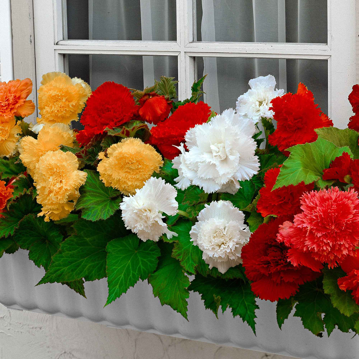 10 Bégonias frangés en mélange - Begonia fimbriata - Bakker