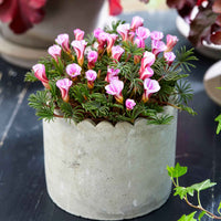 Oxalis Automne rose - Bulbes de fleurs par catégorie - Oxalis 'Autumn Pink'