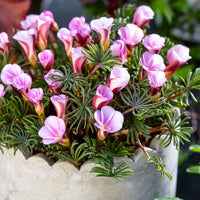 Oxalis Automne rose - Bulbes de fleurs pour la terrasse et le balcon - Oxalis 'Autumn Pink'