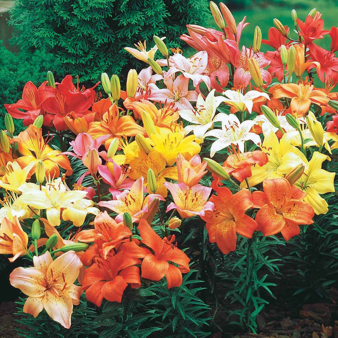 Bulbes de Lys - Lys asiatique 'Mid-Century' en mélange - Lilium mid-century