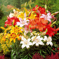 Lilium mid-century - Lys asiatique 'Mid-Century' en mélange - Bulbes de Lys