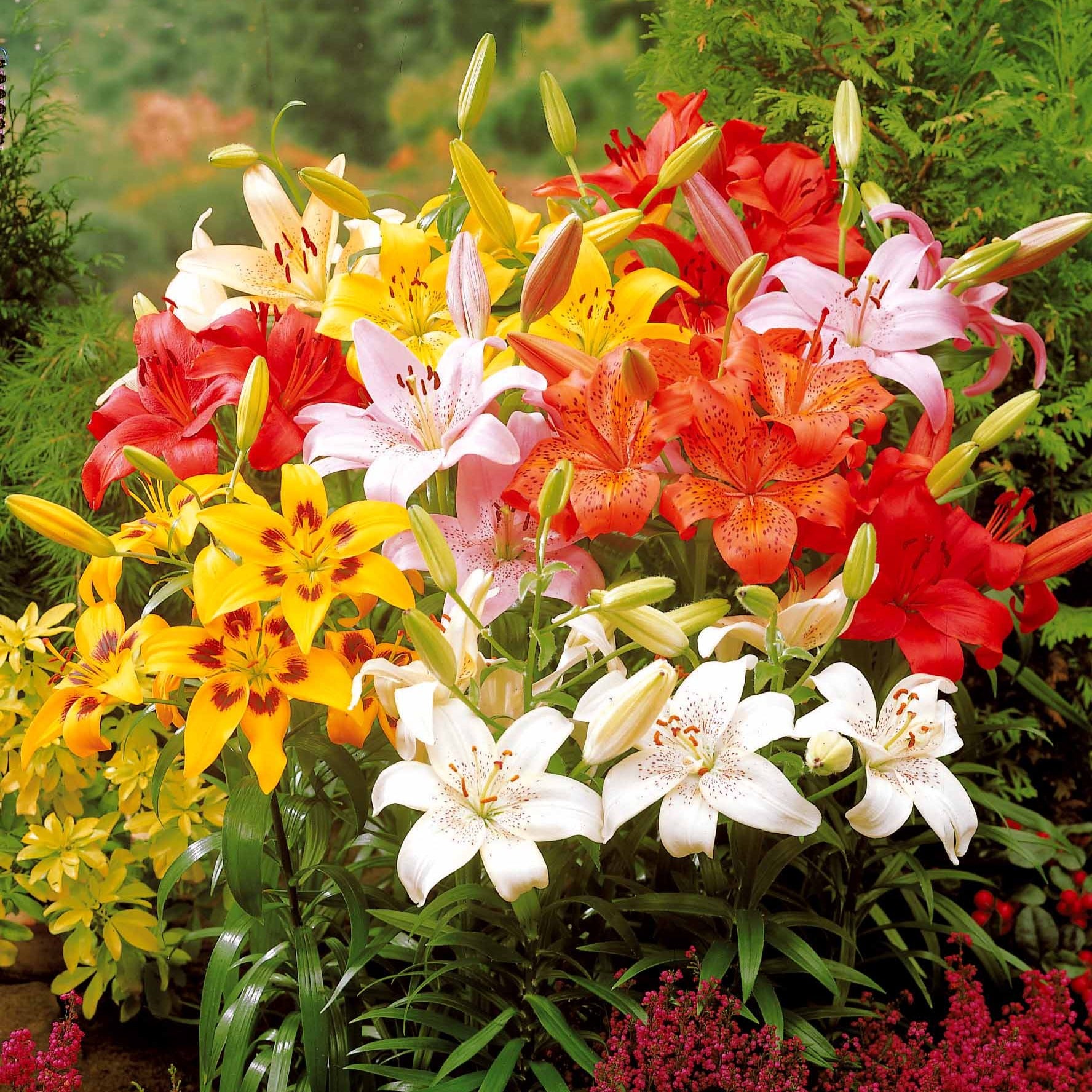 Lilium mid-century - Lys asiatique 'Mid-Century' en mélange - Bulbes de Lys