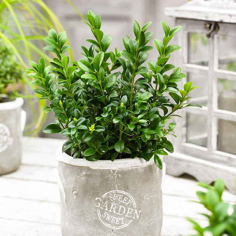 Buxus sempervirens - Buis commun - Buis