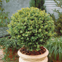 Vente Buis boule - Buxus sempervirens