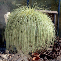Laîche - Carex - Laîche d'Oshima 'Evergold' - Carex oshimensis evergold