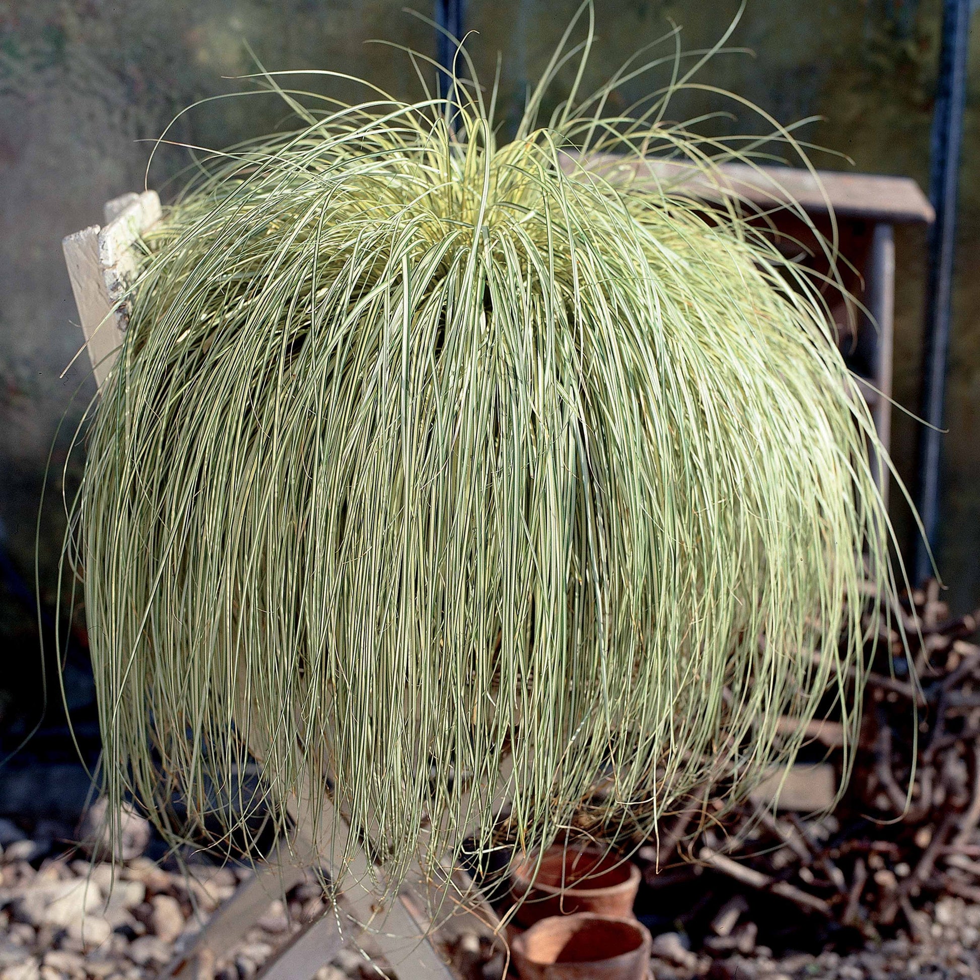 Laîche - Carex - Laîche d'Oshima 'Evergold' - Carex oshimensis evergold