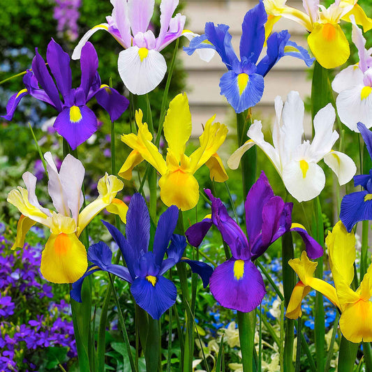50x Iris de Hollande - Mélange 'Dutch Garden' - Arbustes à papillons et plantes mellifères