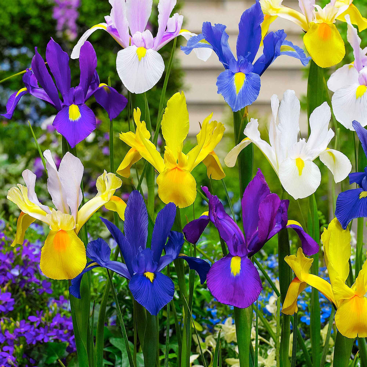 50 Iris de Hollande en mélange - Iris hollandica - Bakker